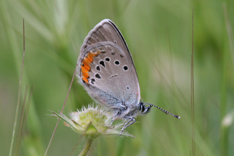 Cyaniris semiargus helena: Bild 21