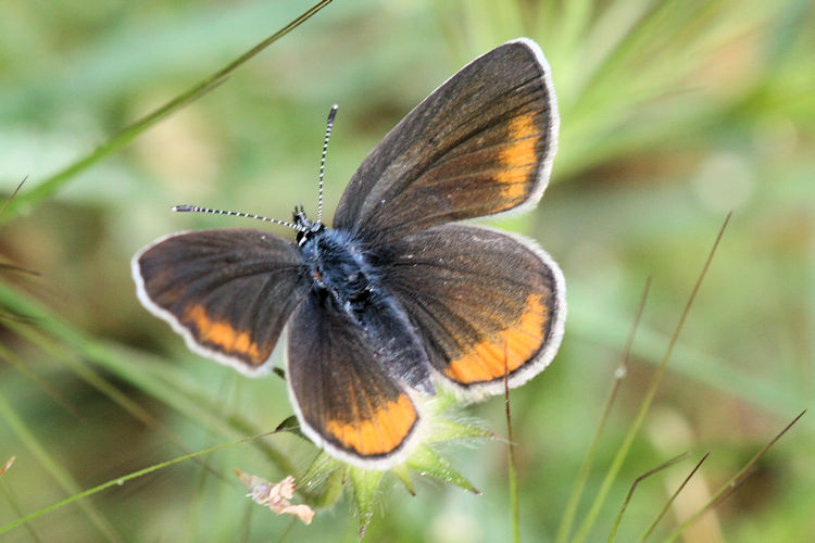 Cyaniris semiargus helena: Bild 7