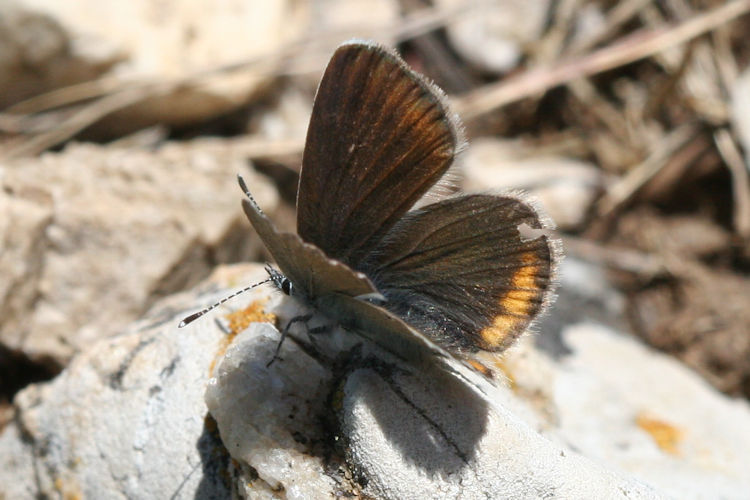 Cyaniris semiargus helena: Bild 8