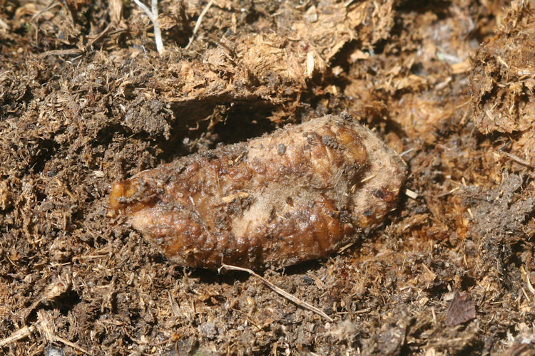 Agrotis fatidica: Bild 3