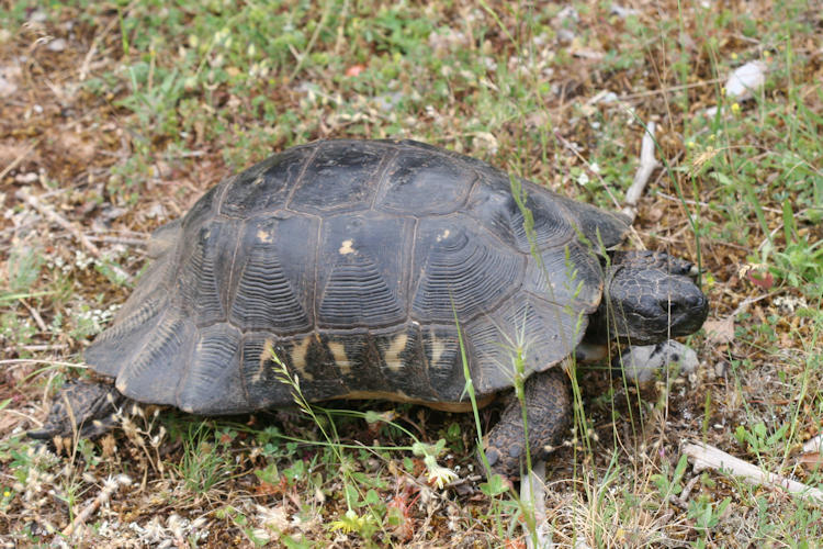 Testudo marginata: Bild 1