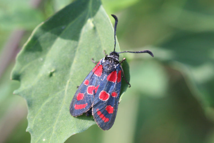 Zygaena carniolica: Bild 2