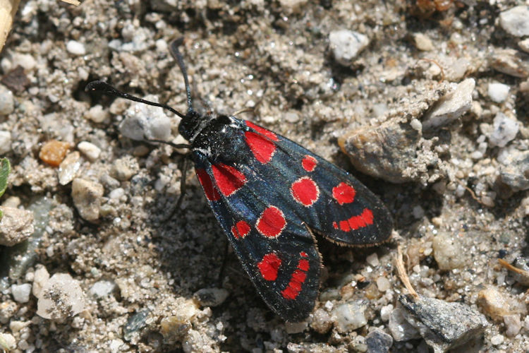 Zygaena carniolica: Bild 4