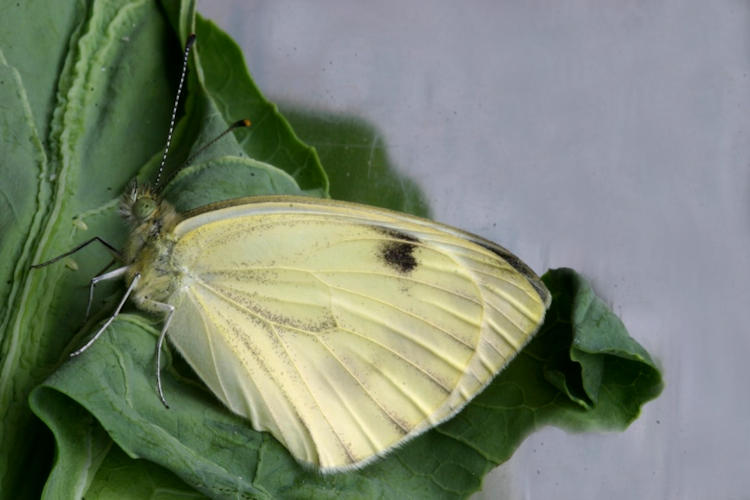 Pieris segonzaci: Bild 1