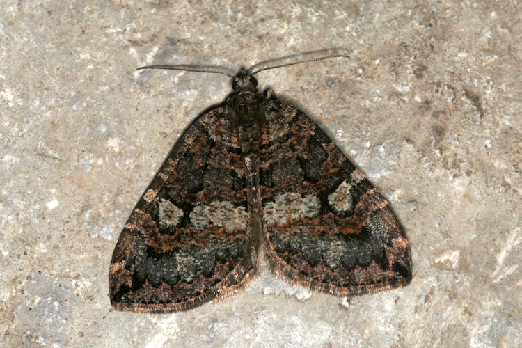 Hydriomena furcata: Bild 9