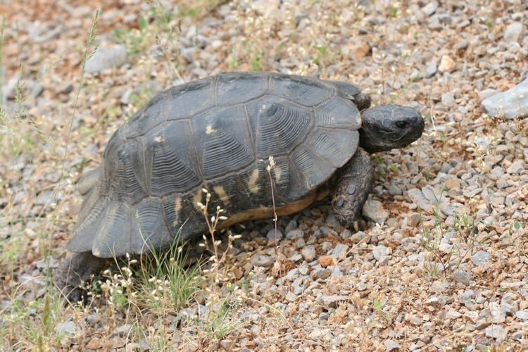 Testudo marginata: Bild 2