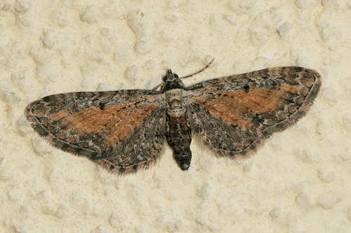Eupithecia icterata: Bild 6