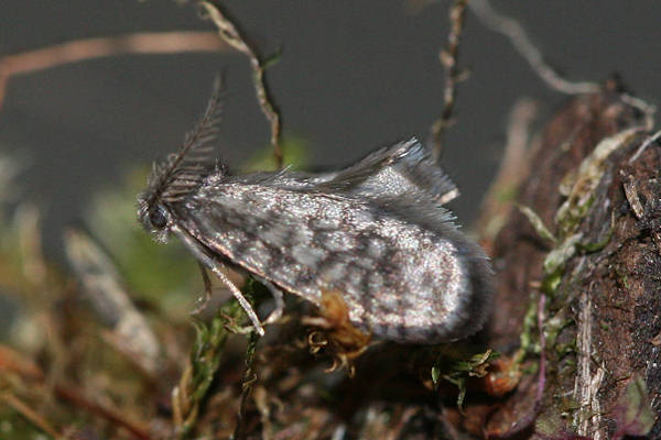 Peloponnesia glaphyrella: Bild 1