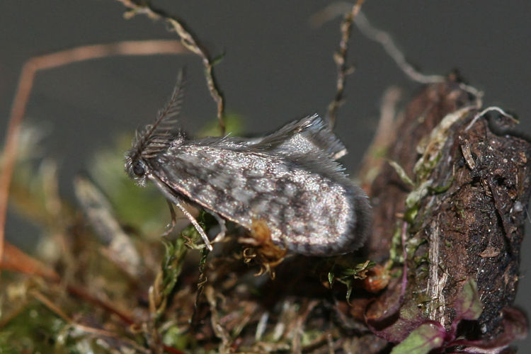 Peloponnesia glaphyrella: Bild 1