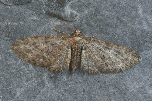 Eupithecia abbreviata: Bild 1