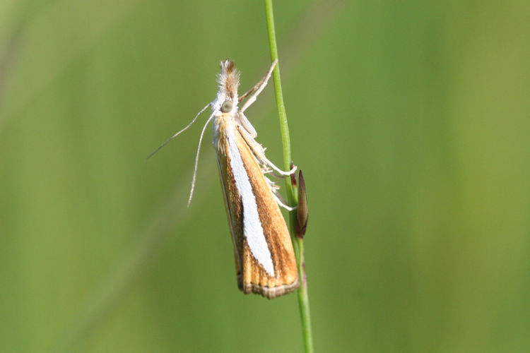 Catoptria margaritella: Bild 4