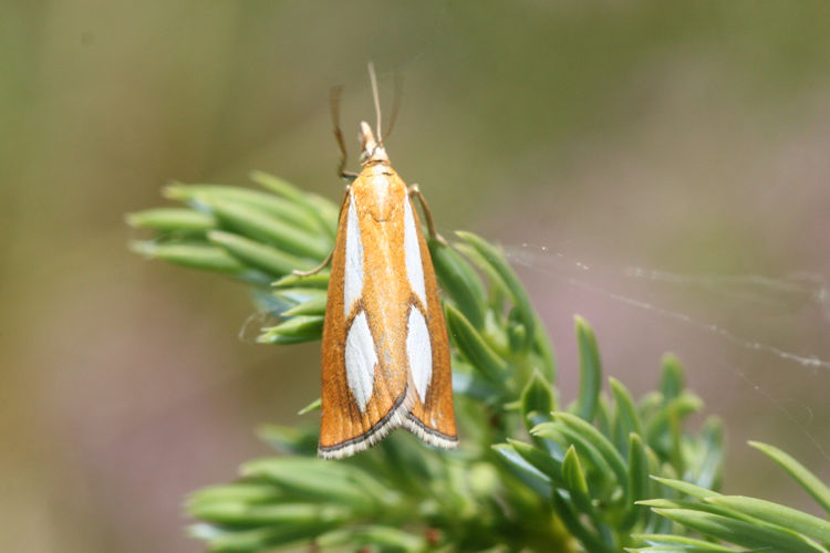 Catoptria conchella: Bild 2