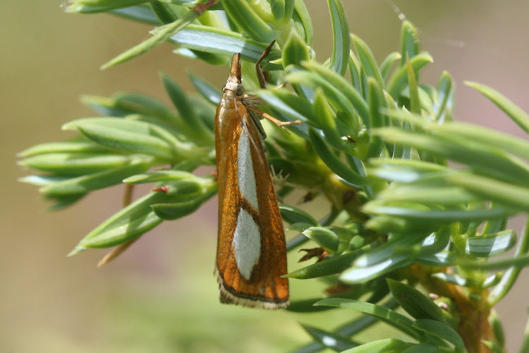 Catoptria conchella: Bild 3