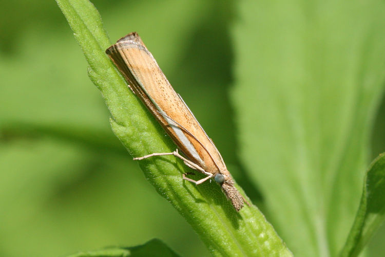 Agriphila tristella: Bild 5