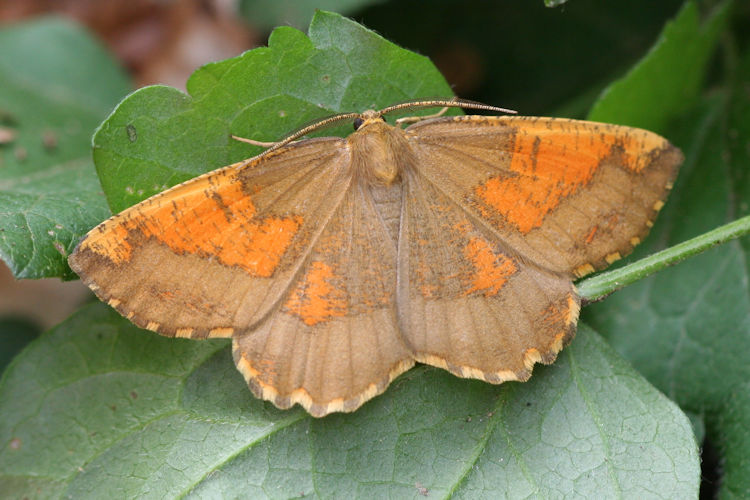 Angerona prunaria: Bild 14