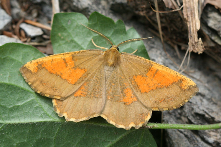 Angerona prunaria: Bild 15