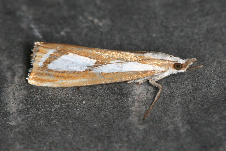 Catoptria permutatellus / myella: Bild 2