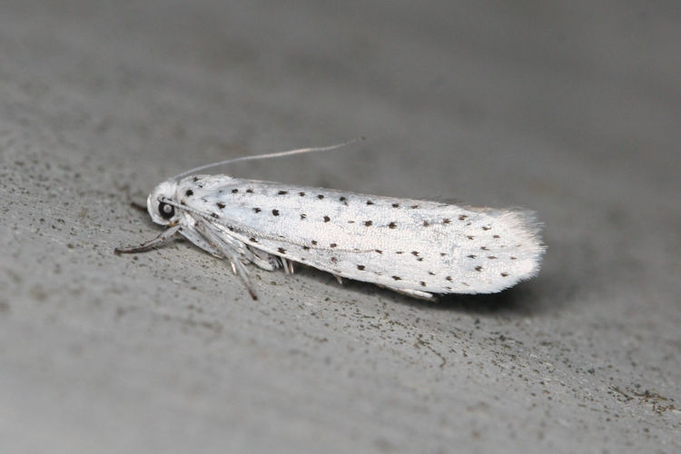 Yponomeuta evonymella: Bild 2