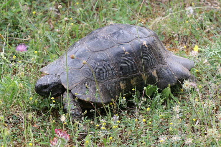 Testudo marginata: Bild 4