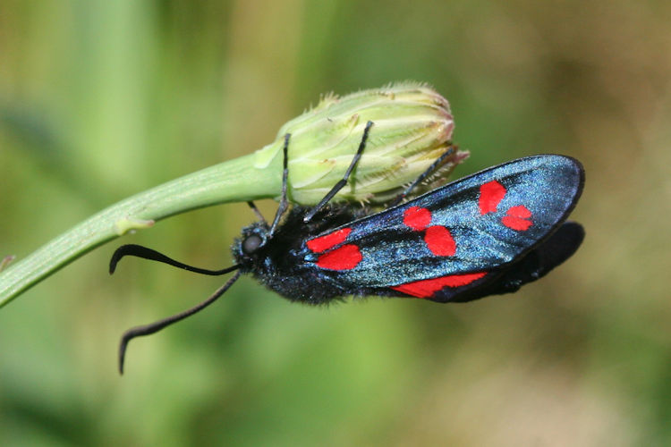 Zygaena filipendulae: Bild 7