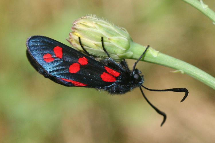 Zygaena filipendulae: Bild 8