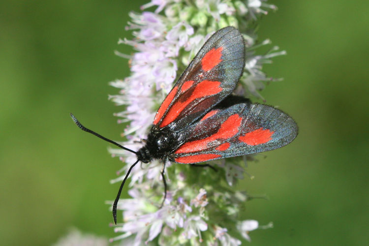 Zygaena romeo: Bild 1