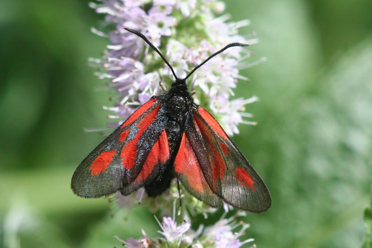 Zygaena romeo: Bild 2