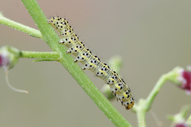 Cucullia blattariae: Bild 5