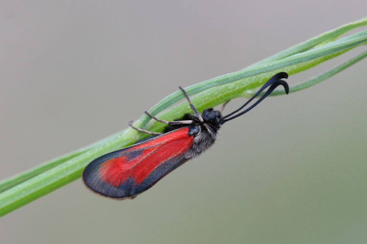 Zygaena punctum: Bild 5