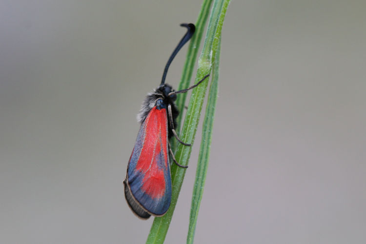 Zygaena punctum: Bild 6