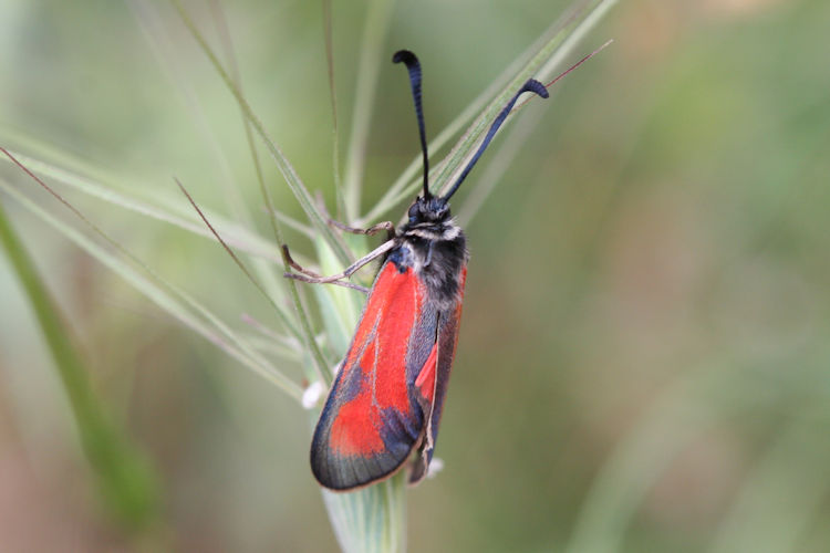 Zygaena punctum: Bild 7