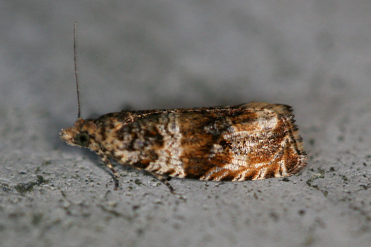 Celypha flavipalpana: Bild 1