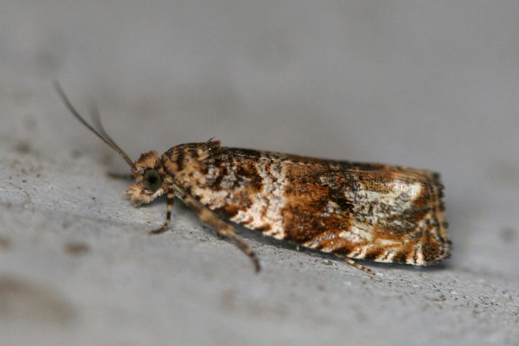 Celypha flavipalpana: Bild 3