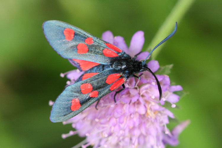 Zygaena lonicerae: Bild 6