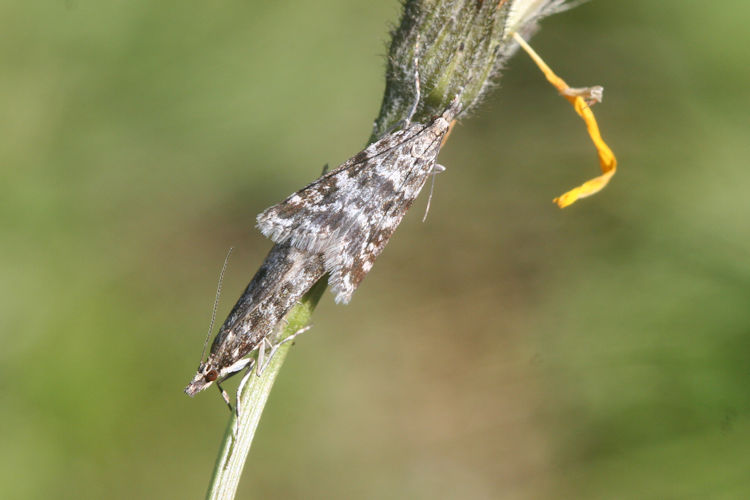 Eudonia sudetica: Bild 3