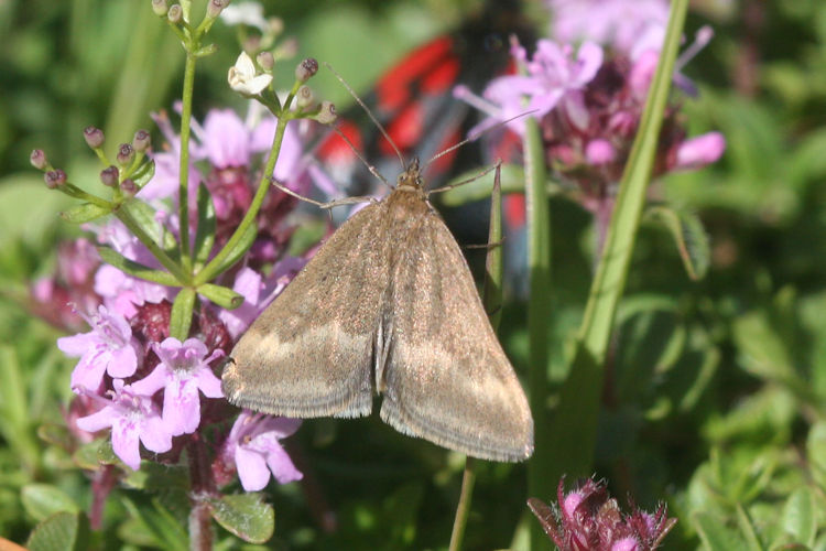 Pyrausta aerealis: Bild 2