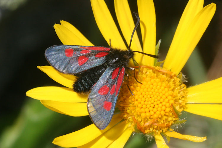 Zygaena exulans: Bild 3