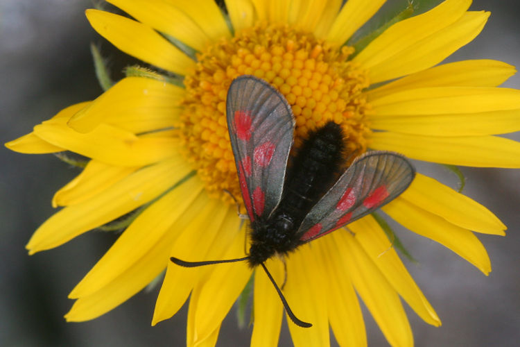 Zygaena exulans: Bild 4