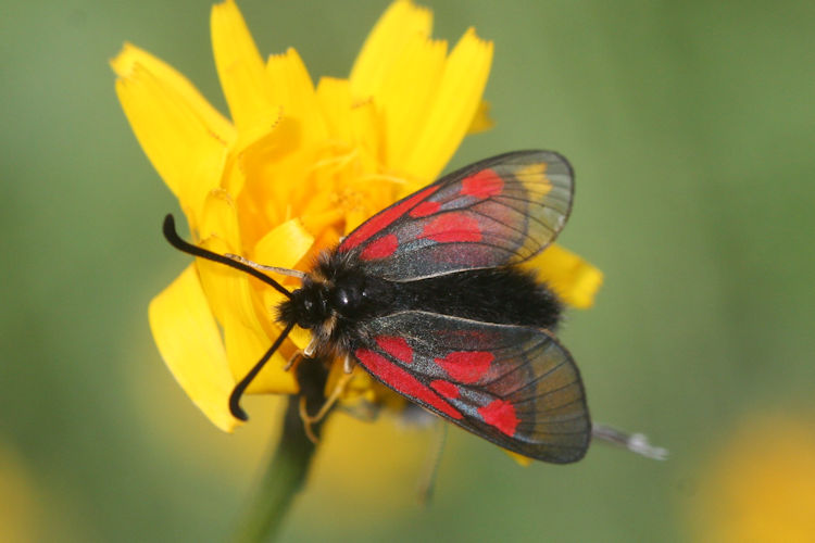 Zygaena exulans: Bild 5