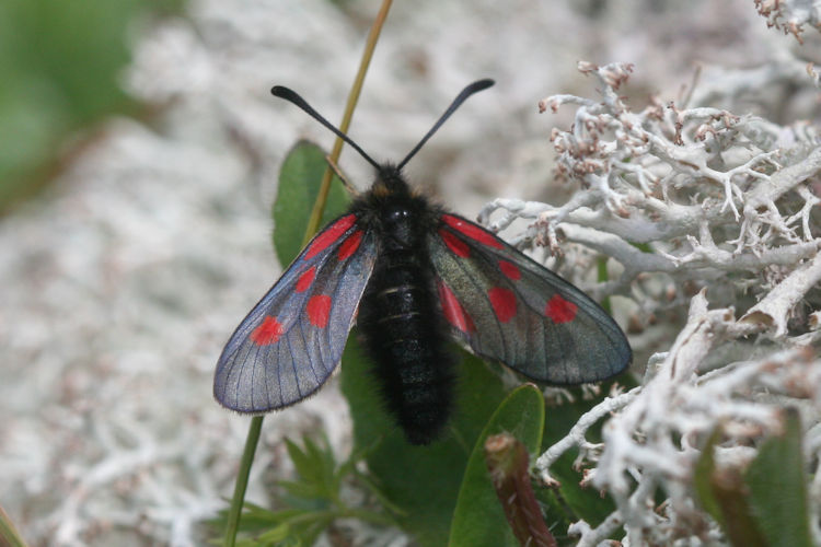 Zygaena exulans: Bild 6