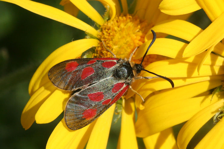 Zygaena exulans: Bild 7