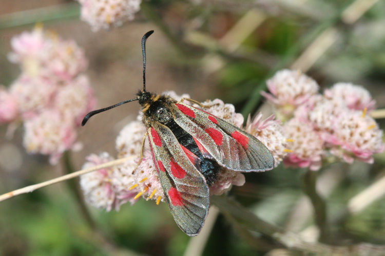 Zygaena exulans: Bild 8