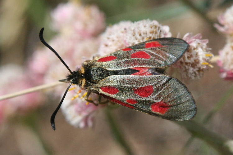 Zygaena exulans: Bild 9