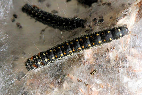Eriogaster arbusculae: Bild 8