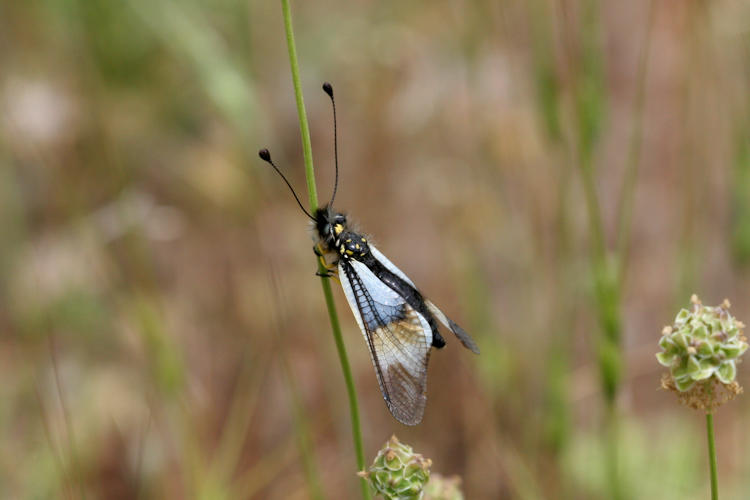 Libelloides lacteus: Bild 3