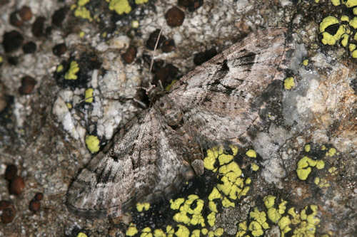 Eupithecia pusillata: Bild 12