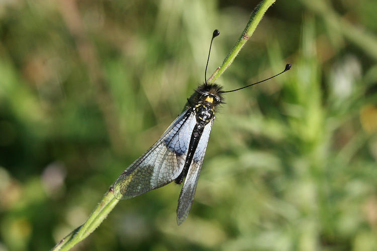 Libelloides lacteus: Bild 4