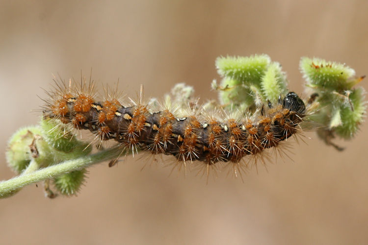 Euplagia quadripunctaria fulgida: Bild 1