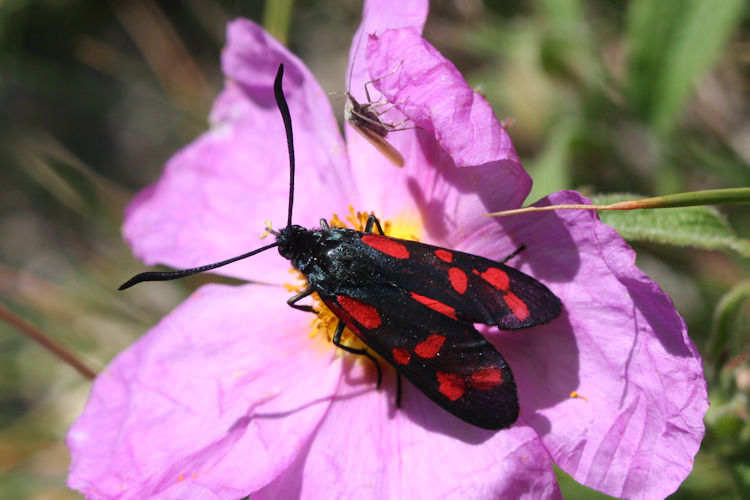 Zygaena filipendulae: Bild 9