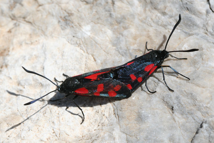 Zygaena filipendulae: Bild 27